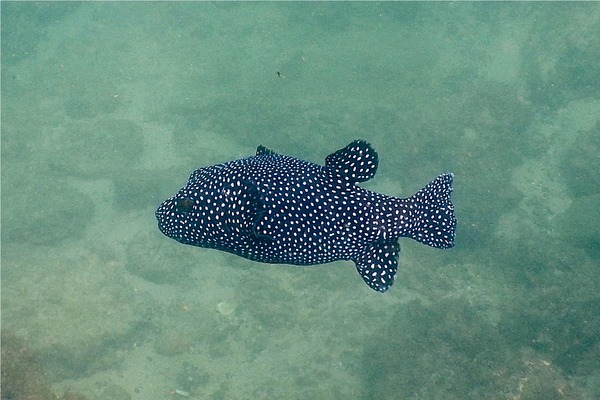 Pufferfish - Guineafowl Puffer