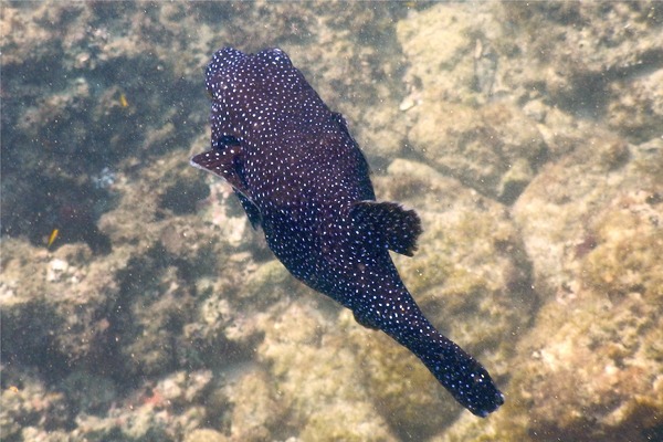 Pufferfish - Guineafowl Puffer