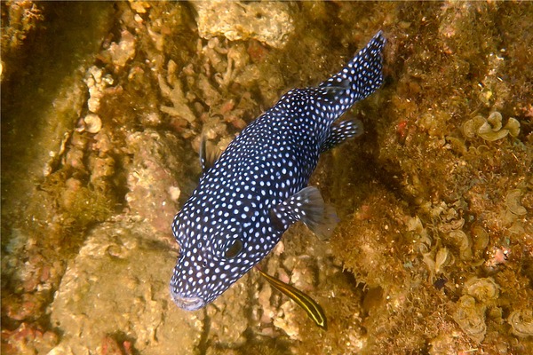 Pufferfish - Guineafowl Puffer