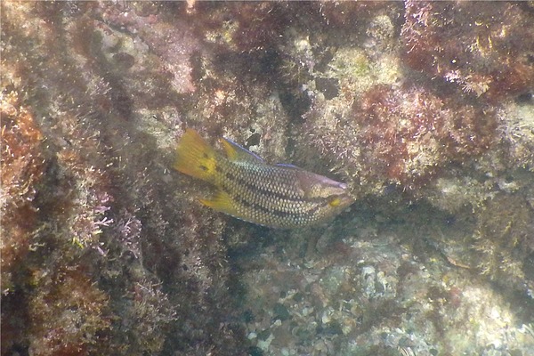Wrasse - Mexican Hogfish