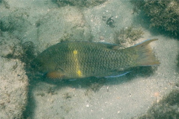 Wrasse - Mexican Hogfish