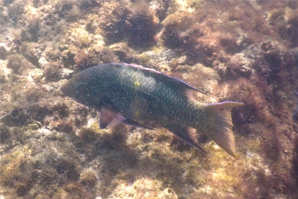 Wrasse - Mexican Hogfish