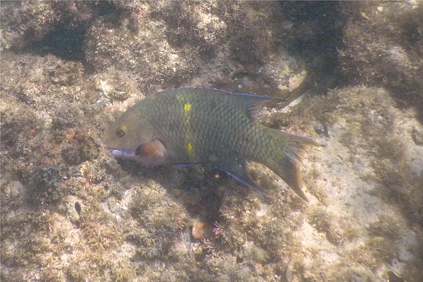 Wrasse - Mexican Hogfish