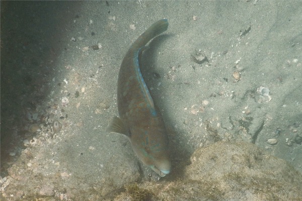 Parrotfish - Azure Parrotfish