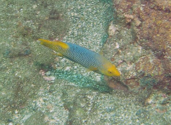 Hogfish - Spanish Hogfish