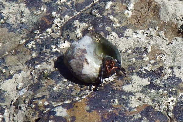 Crabs - Left Handed Hermit Crab