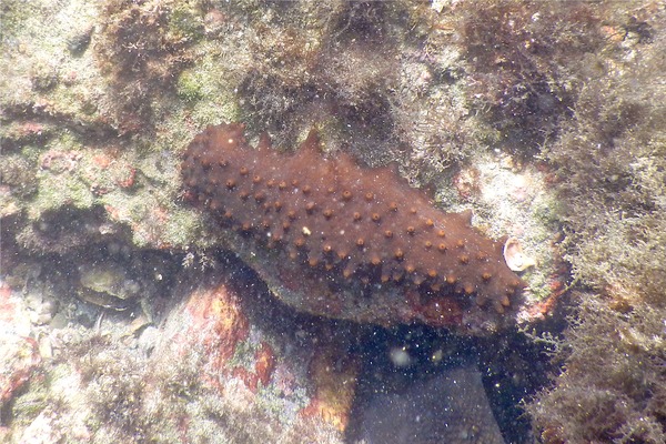 Sea Cucumbers - Brown Sea Cucumber
