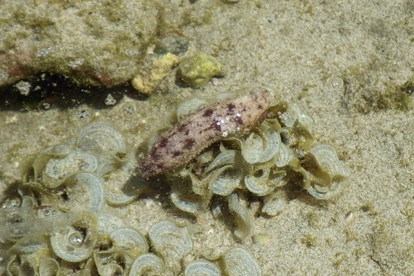 Sea Cucumbers - Sand Sea Cucumber