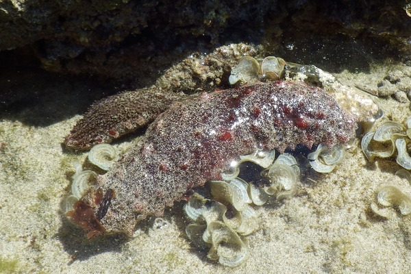 Sea Cucumbers - Red Snakefish Cucumber