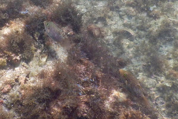 Pufferfish - Spotted Sharpnose Puffer