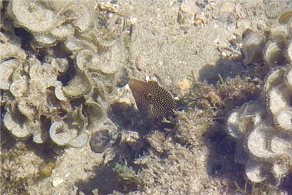 Pufferfish - Spotted Sharpnose Puffer
