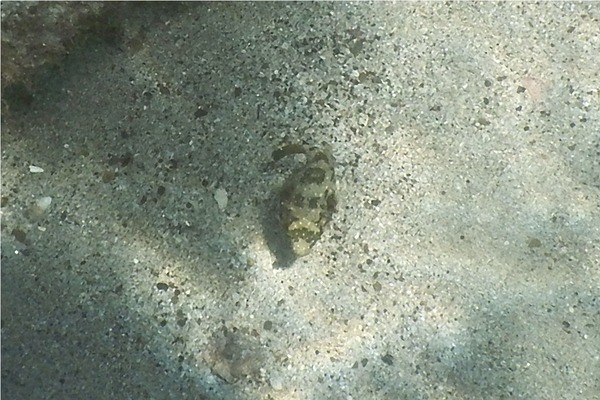 Pufferfish - Whitespotted Puffer