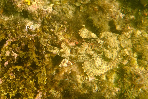 Scorpionfish - Stone Scorpionfish