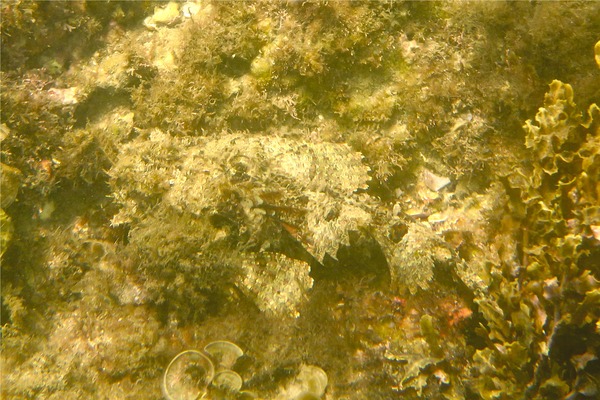 Scorpionfish - Stone Scorpionfish