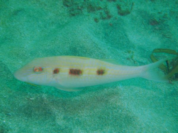 Goatfish - Spotted Goatfish