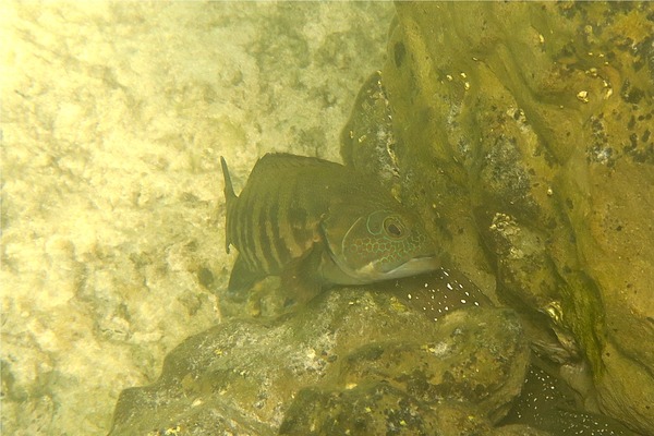 Groupers - Panama Graysby