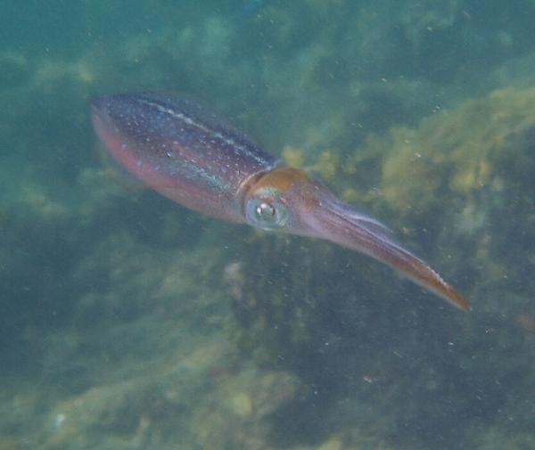 Squid - Common Squid