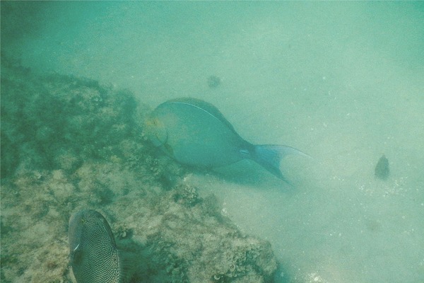 Surgeonfish - Yellowfin Surgeonfish