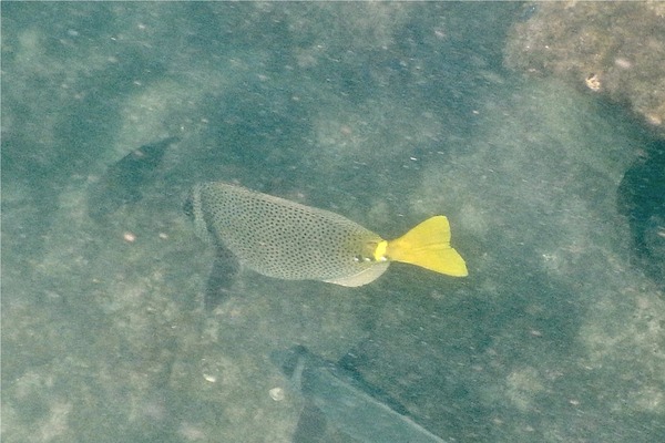Surgeonfish - Yellowtail Surgeonfish