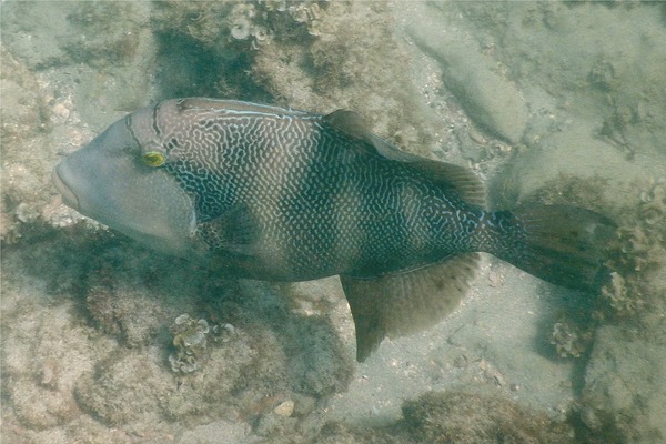 Triggerfish - Blunthead Triggerfish