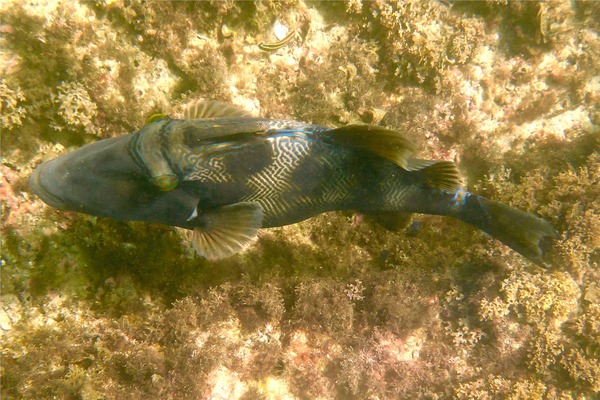 Triggerfish - Blunthead Triggerfish