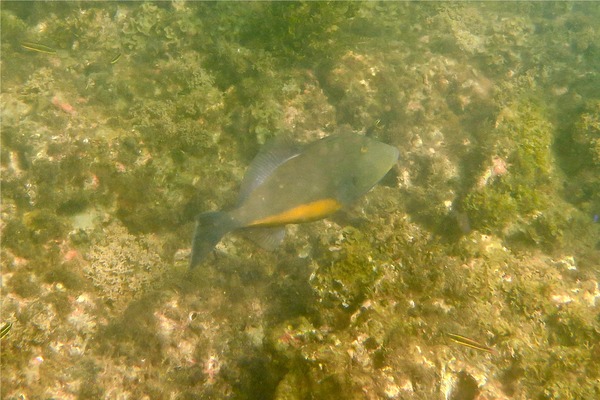 Triggerfish - Orangeside Triggerfish