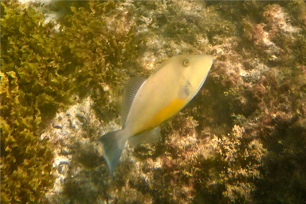 Triggerfish - Orangeside Triggerfish