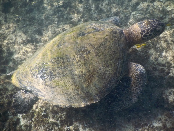 Turtle - Green Sea Turtle