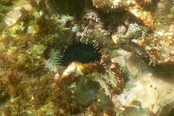 Sea Urchins - Black Boring Urchin