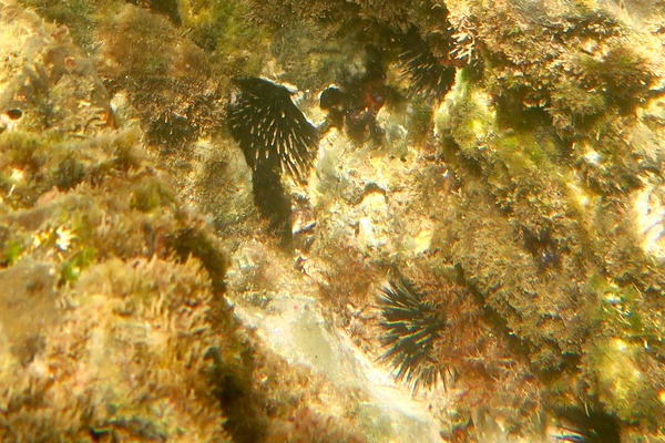 Sea Urchins - Crowned Sea Urchin