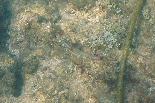 Wrasse - Wounded Wrasse