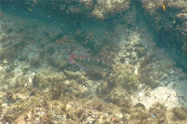 Wrasse - Wounded Wrasse