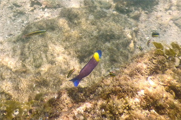 Wrasse - Cortez Wrasse