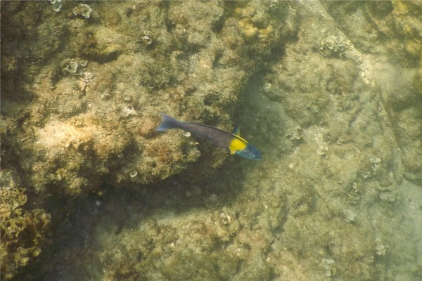 Wrasse - Cortez Wrasse