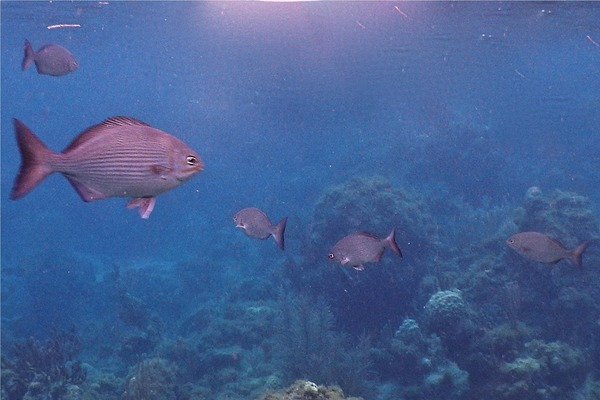 Chubs - Dark-finned Sea Chub