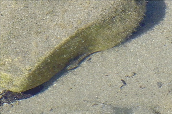 Gobies - Estuarine Frillfin Goby