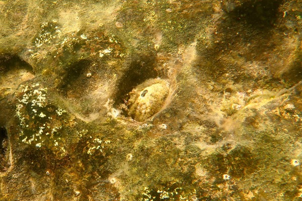 Limpets - Green Panama Keyhole Limpet