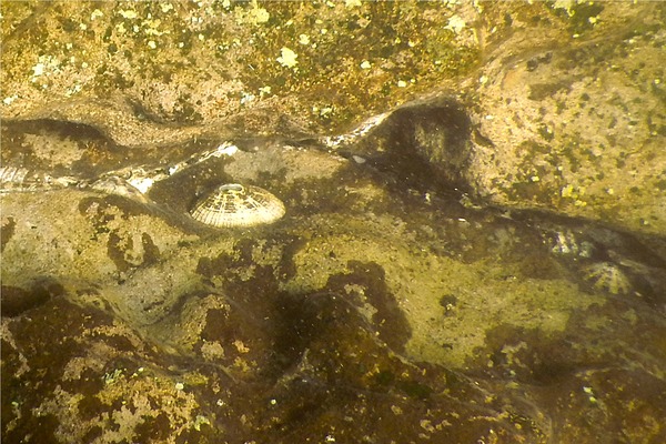 Limpets - Painted Line Keyhole Limpet