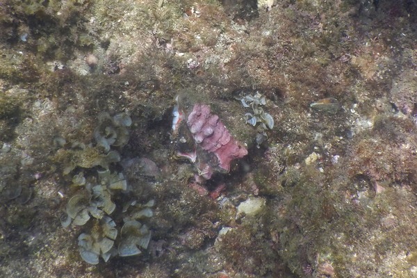 Sea Snails - Ambiguous Murex