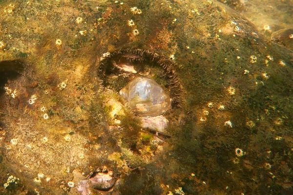 Bivalve Mollusc - Gourd Rock Shell