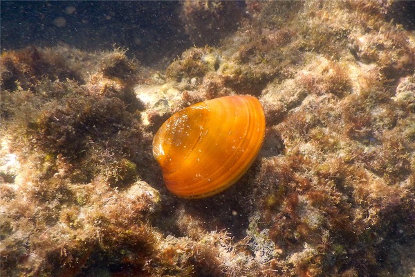 Bivalve Mollusc - Hinds Venus Clam