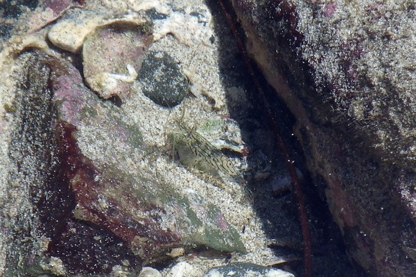 Palaemonidae - Tidepool Shrimp