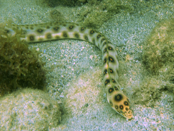 Snake Eels - Goldspotted Eel