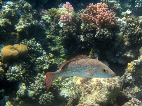 Snappers - Mangrove Snapper