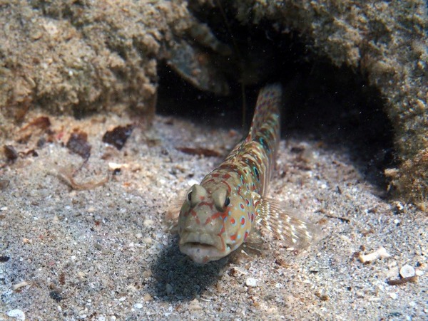 Gobies - Red Sea Shrimpgoby