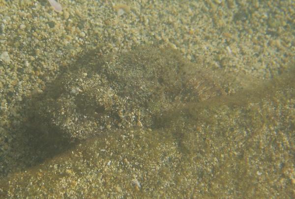 Scorpionfish - Plumed Scorpionfish