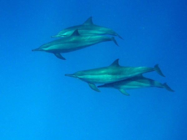 Dolphins - Spinner Dolphin