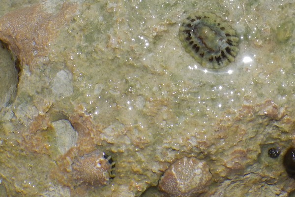 Limpets - Black-ribbed Limpet