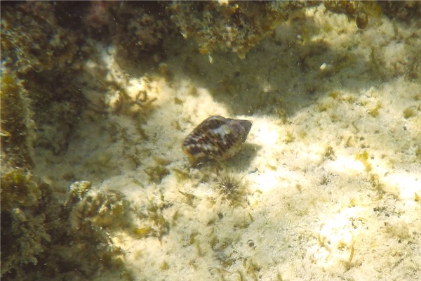Sea Snails - West Indian Dove Snail