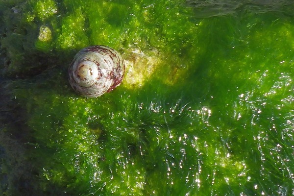 Sea Snails - Green-based Tegula